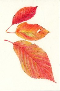 red leaves_08