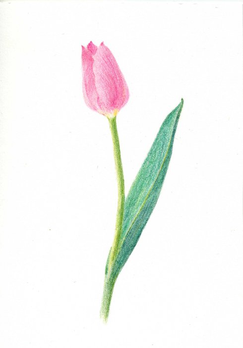 Beltaのcolored Pencil Gallery 色鉛筆ギャラリー Tulip チューリップ できあがり