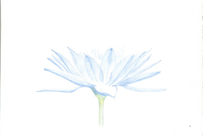 blue_lotus_01