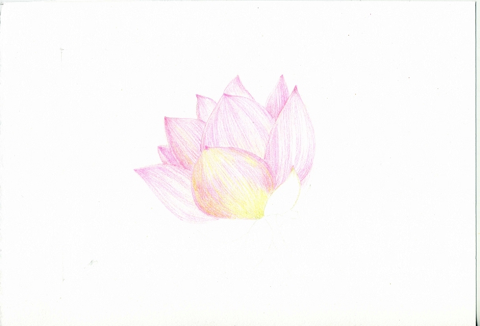lotus_01