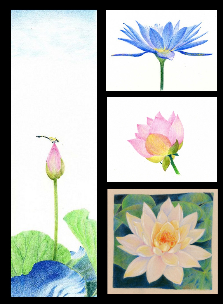 lotus & water lily