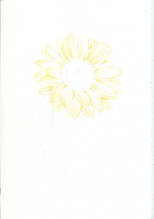 _sunflower_01