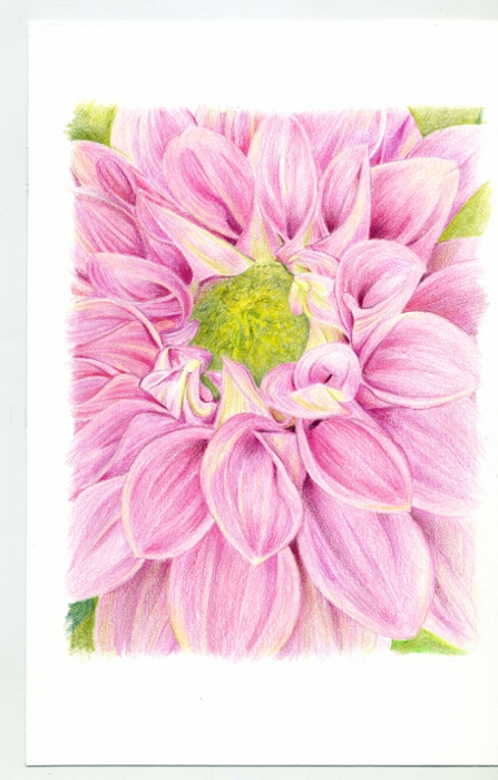 Beltaのcolored Pencil Gallery 色鉛筆ギャラリー Dahlia ダリア 7 完成しました