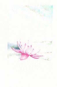 waterlily_02