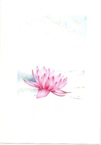 waterlily_03