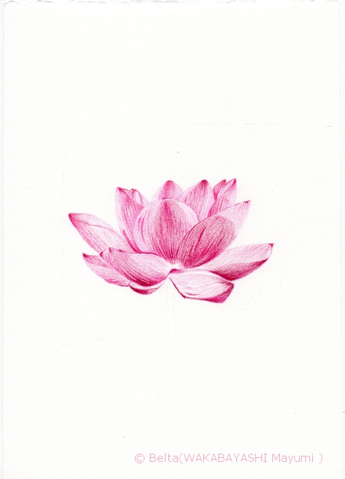 lotus_03_s