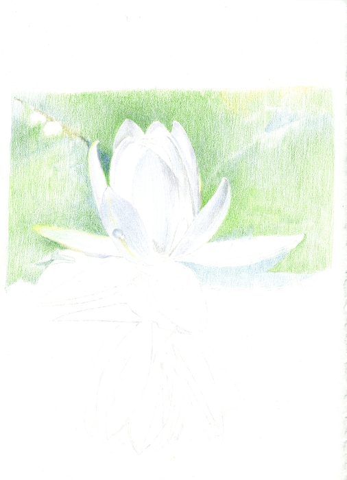 waterlily_03