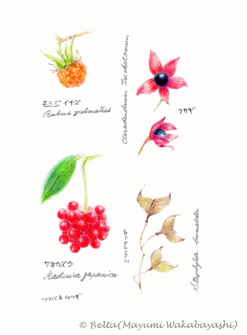 2015_11_14_autumn_01_s