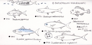 2016_03_19_fish_01_s