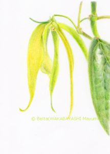 2013_05_23_ylang-ylang_01_s]