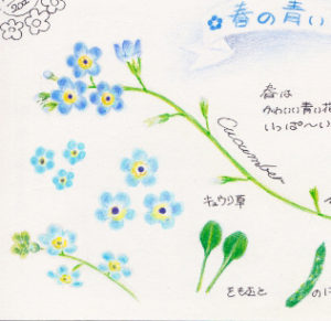 Beltaのcolored Pencil Gallery 色鉛筆ギャラリー キュウリグサ ってこんな花です