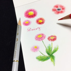 Beltaのcolored Pencil Gallery 色鉛筆ギャラリー 色鉛筆画 花イラスト