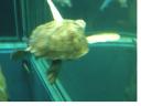 ウミガメの後ろ姿