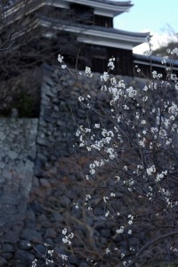 松江城山公園の梅