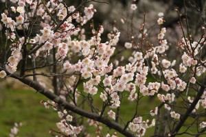 いのち、きらめく