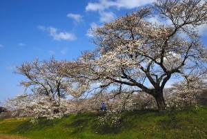 木次の桜