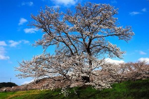 木次の桜 木次の桜