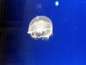 くらげ～　ぽわん