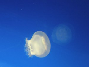 くらげ　ふわーり