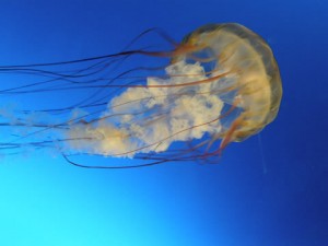 くらげ　ゆ～ったり