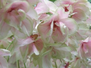 ほんのり桜色 ほんのり桜色