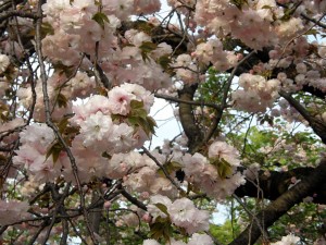 風にそよぐ 風にそよぐ