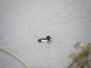 キンクロハジロ キンクロハジロ