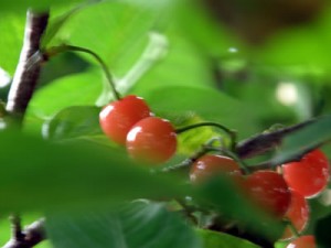 さくらんぼ さくらんぼ