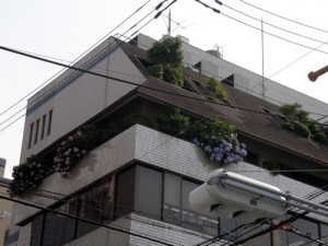 ビルの5階の紫陽花