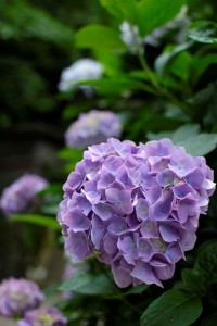 ザ・紫陽花