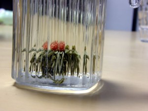 ポットに入れて、お湯を注ぎます