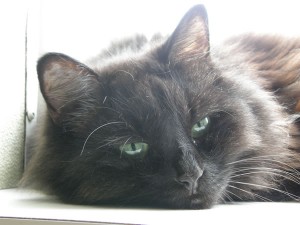 もの思いのふぁ