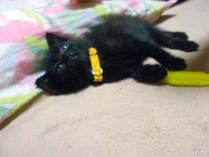 こぐまちゃん こぐまちゃん