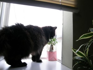 ふぁとガジュマル