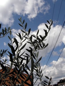 秋の空とオリーブ