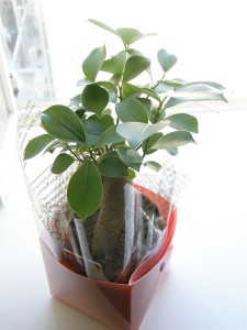 がじゅこちゃん