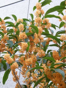 オレンジのキンモクセイ