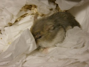 うるめちゃん うるめちゃん