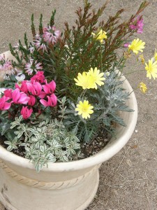 シクラメンが鮮やか