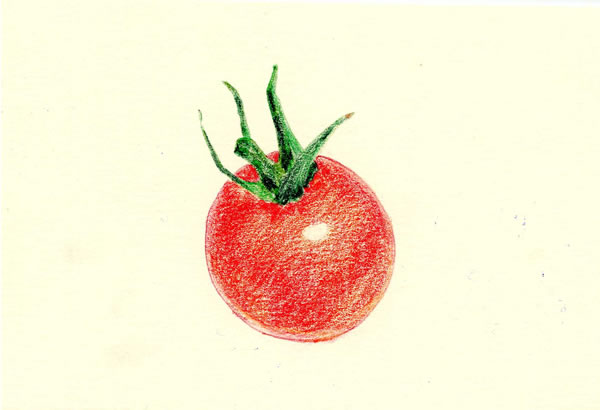 Beltaのcolored Pencil Gallery 色鉛筆ギャラリー Tomato Making トマトのメイキング