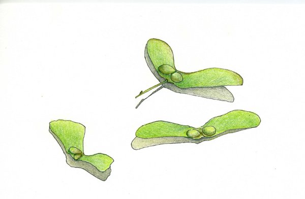 カエデの種 小さい秋 見つけた