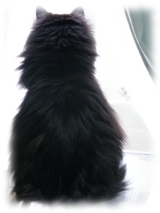 黒猫さんのふぁ。