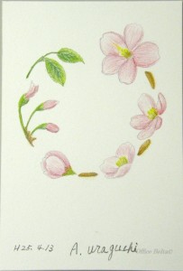 塗り絵 できあがり 桜のリース