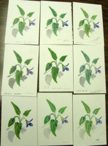 すみれ できあがり