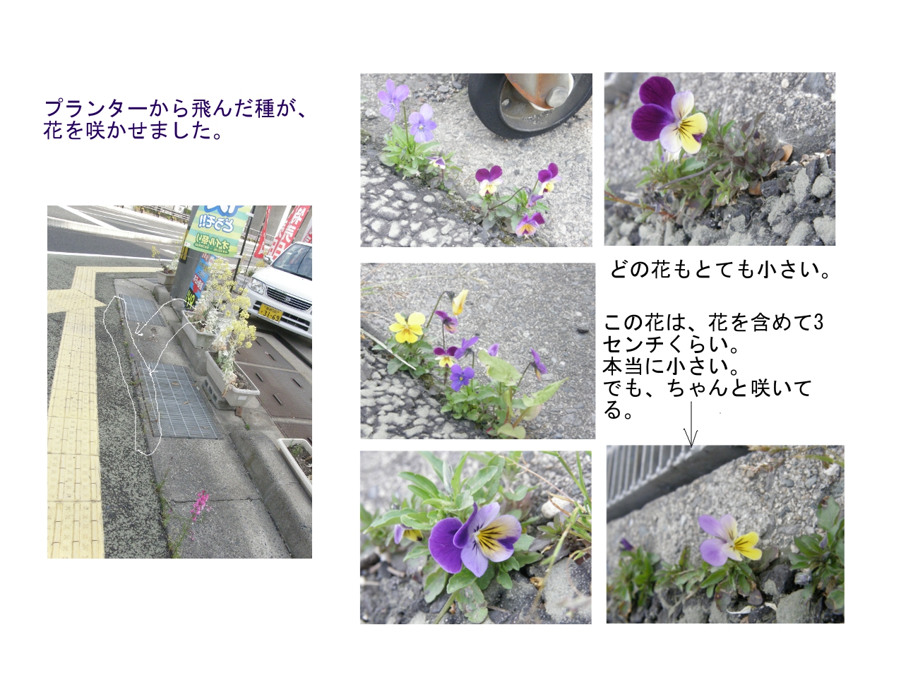 かわいいパンジーたち