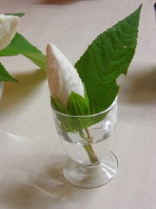 アメリカフヨウ　つぼみ