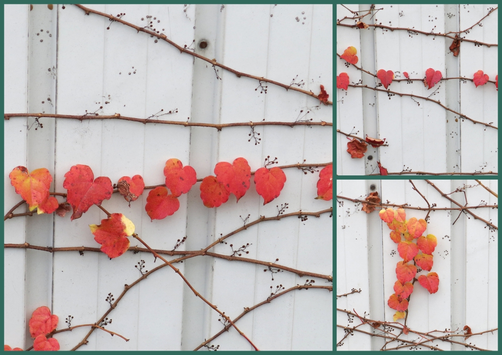 ハートがいっぱい