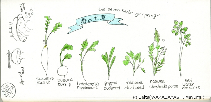 今日は七草