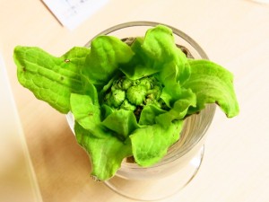 蕗の薹をいただきました