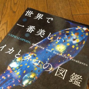 美しいイカとタコ